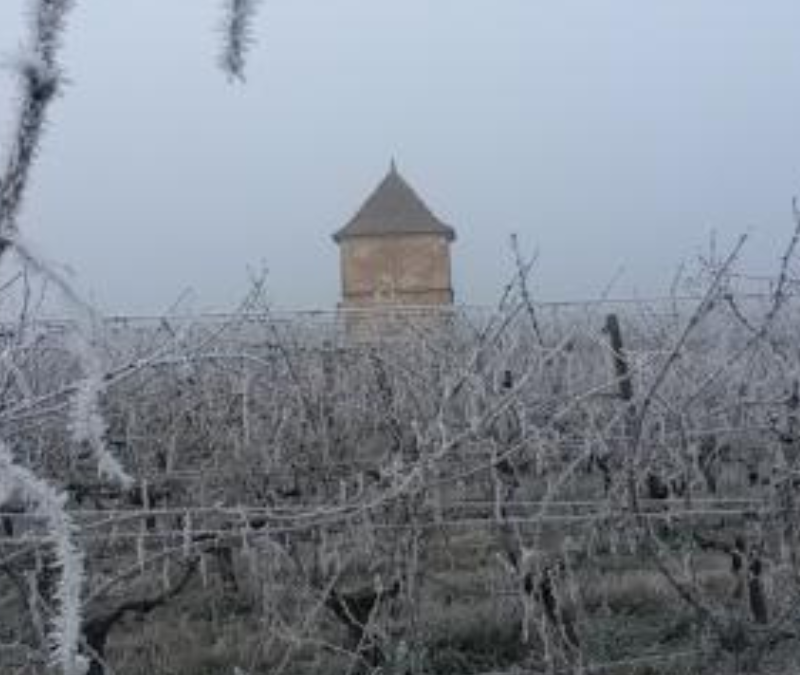 Winter frost of the vines